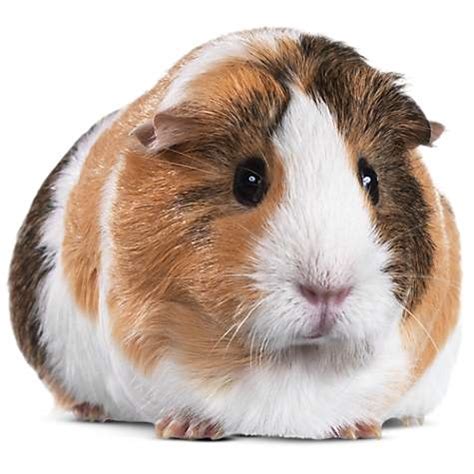 It S Illegal In Switzerland To Own One Guinea Pig Whythepodcast