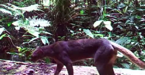 Mysterious Jungle Creature That Eluded Scientists For Decades Is
