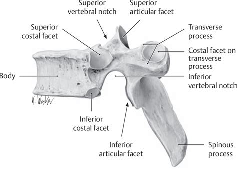 Thoracic Vertebrae Lateral View Labeled