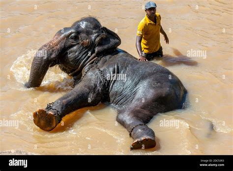An Elephant From The Pinnawala Elephant Orphanage Bathes In The Maha Oya River In Sri Lanka The