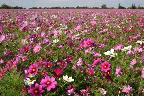 Silver Falls Seed Company Cosmos Bipinnatus Sensation Mix