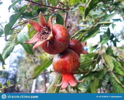 Pomegranate Punica Granatum Called Anar Or Dalim Or Bedana Fruit