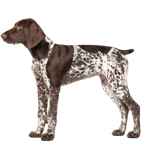 German Shorthaired Pointer Dog Breed Information Dognomics
