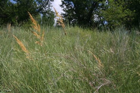 Native Grasses For Texas Forage Fax