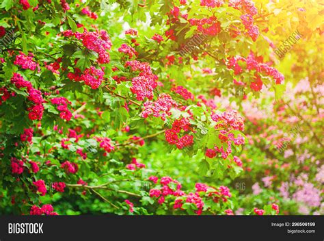 Spring Flower Image And Photo Free Trial Bigstock