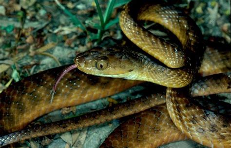 Species Profile—boiga Irregularis Brown Tree Snake Environment Land And Water Queensland