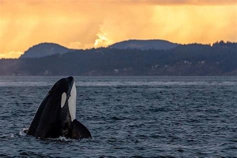 Tripadvisor Sunset Zodiac Whale Watching Adventure From Victoria