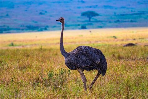 Buy Ostrich Birds Animals Birds And Fish Photography At Artpal