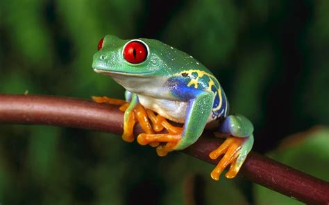 Women Frogs Macro Depth Of Field Red Eyed Tree Frog Amphibians