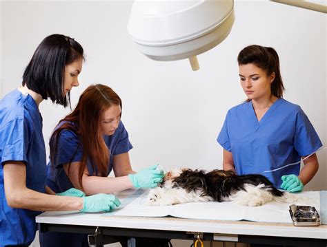 Everything You Should Know About Emergency Vet Services