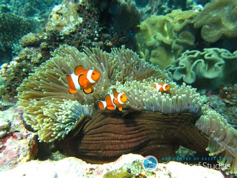 Coral Reef Fish Are More Resilient Than We Thought Study Finds Ncpr News