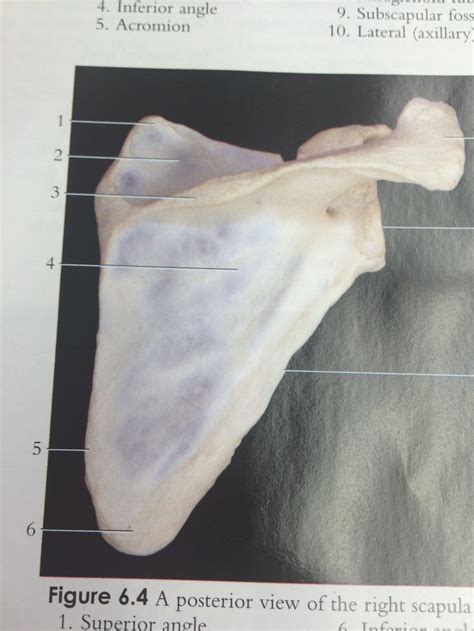 Posterior View Of Right Scapula 4 Infraspinous Fossa 2