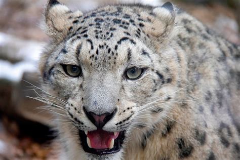 Una Hermosa Familia De Leopardos De Las Nieves Son Captados En Video