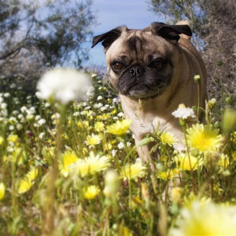 Mack The Adventure Pug And Human On Instagram The Tall
