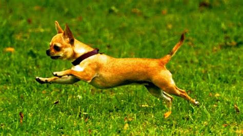 Chihuahua Running Slow Motion Youtube