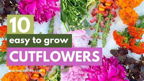 10 Easiest Cut Flowers To Grow For Beginners Youtube
