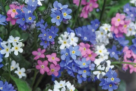 Top 10 Winter Bedding Plants Thompson And Morgan