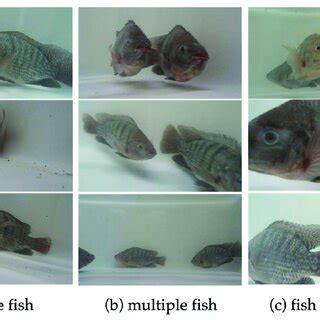 Pdf Accurate Segmentation Of Tilapia Fish Body Parts Based On Deeplabv For Advancing