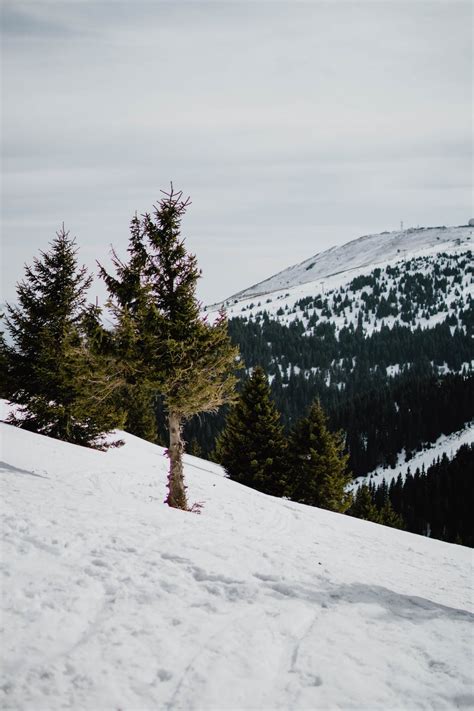 Green Pine Trees On Snow Covered Mountain · Free Stock Photo