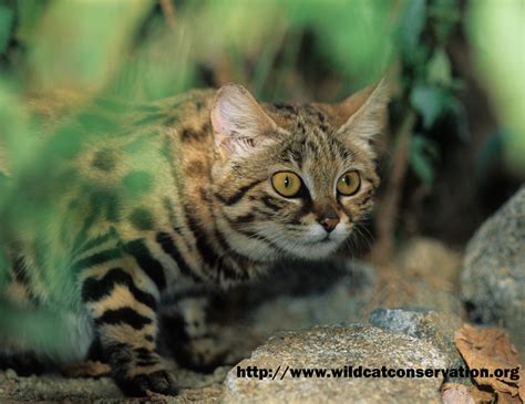 Black Footed Cat International Society For Endangered Cats