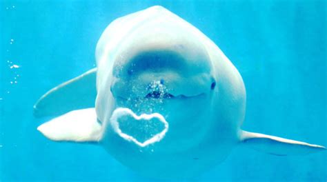 Beluga Whales Blowing Bubbles In Japan Video