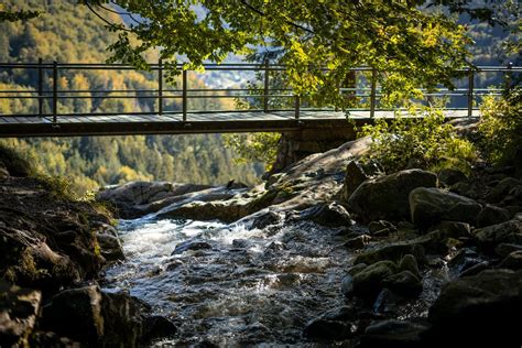 Free Stock Photo Of Autumn Black Forest Bridge