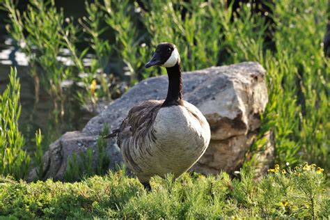 Canada Goose On Rocky Lake Shore Free Stock Photo Public Domain Pictures