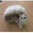 This Kitty Has A Majestic Fluffy Tail Just Like Squirrel  Top13