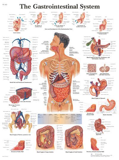 Anatomy at earth's lab is a free virtual human anatomy portal with detailed models of all human body systems. Human Anatomy Chart; Anatomical Charts, Skeletal System ...