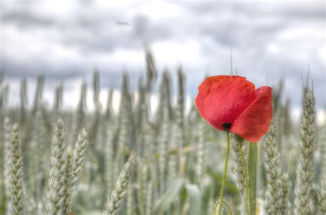 Red Poppy Flower On Wheat Field At Daytime Hd Wallpaper