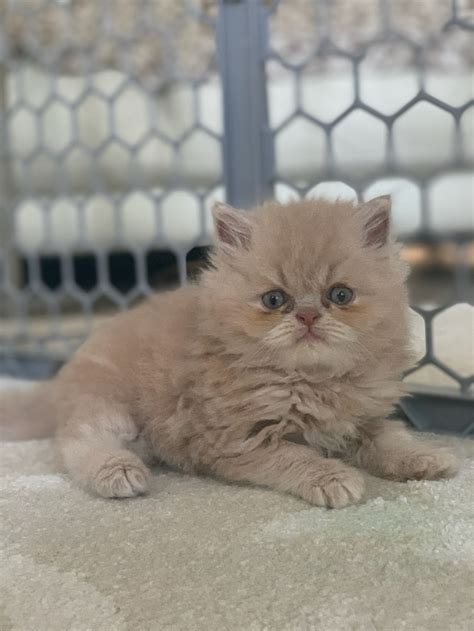 Please call to inquire $325. Persian Cats For Sale | Stamford, CT #306999 | Petzlover