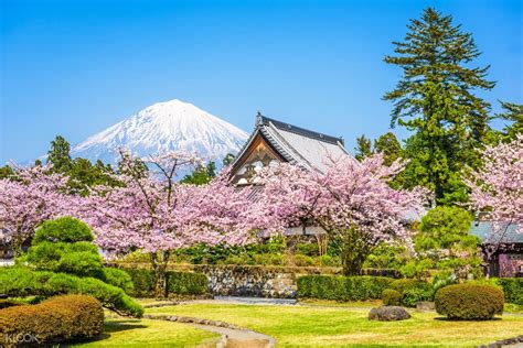 See Cherry Blossoms On A Day Trip To Mt Fuji Shin Arakura Sengen From