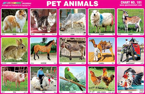Pet Animals Chart At Rs 10piece New Items In Mumbai Id 9400014055