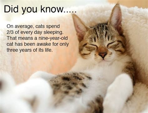 One thought on 30 fun facts about cats for kids. Did You Know? | Dwelf cat, Cats, Cute cats