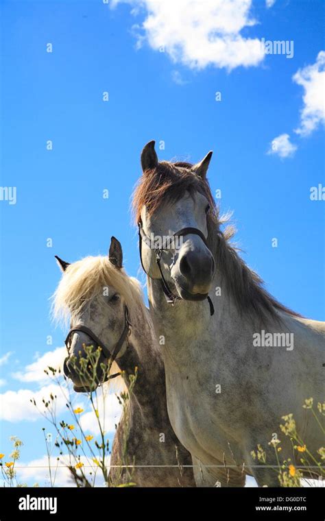 Horses Dalarna Sweden High Resolution Stock Photography And Images Alamy
