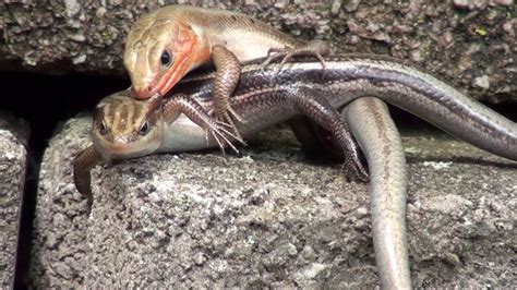Ambient Controversial Kinky Skinks Xxx Rated Reptilian Sex And Foreplay Lizard Style Youtube