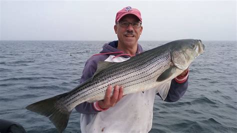 Late Season 39″ Striper Caught Off Pigeon Cove In Rockport Ma On