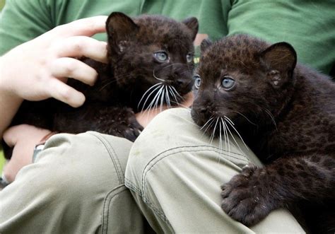 Twin Baby Panthers Have A Coming Out Party Baby Panther Baby Animals