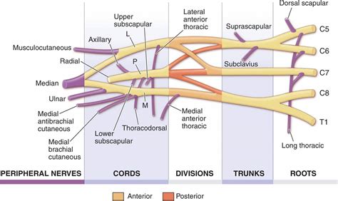 Peripheral Neuropathy Diseases Of The Nervous System Harrisons