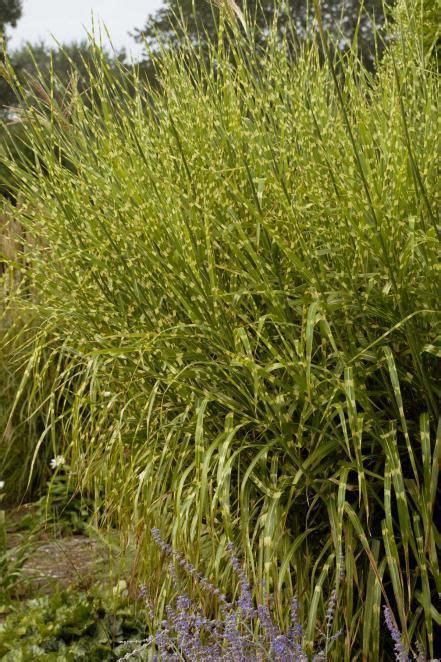 Tall and wide with slender green leaves which make for a low maintenance unique look in the landscape. 13 Terrific Tall Grasses | Tall grass landscaping ...