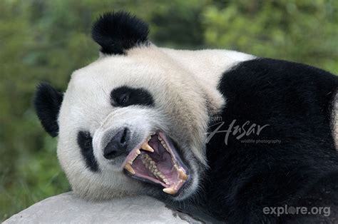 Giant Panda Yawning And Showing Its Impressive Teeth Wolong Reserve