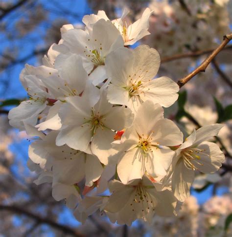 Yoshino Cherry Trees Blooming in Spring | Diana Digs Dirt