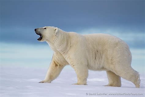 Photographing Polar Bears In Alaska Part 1 Action