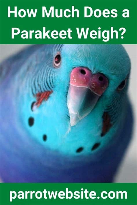 How Much Does A Parakeet Weigh Parrot Website