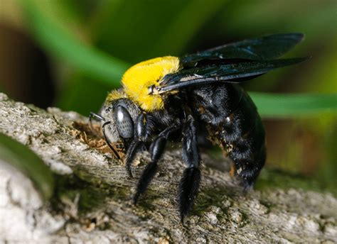 What Do Carpenter Bees Eat Do Carpenter Bees Eat Wood Best Bee Brothers