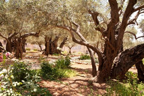 Garden Of Gethsemanechurch Of All Nations Visit Israel Visit Israel