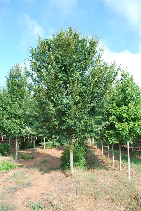 Bosque Chinese Elm Tree Chinese Elm Tree Fast Growing Trees Tree Seeds