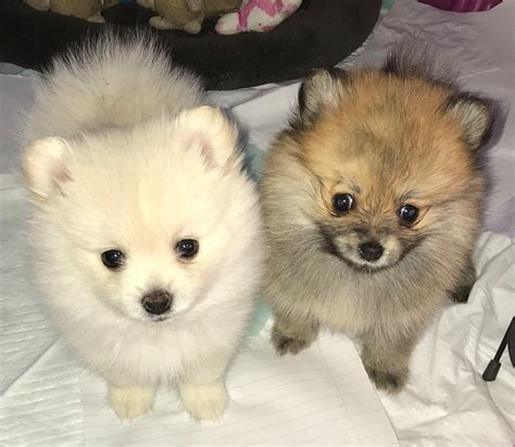 Pomeranian Puppies For Sale | Waipahu, HI #302665