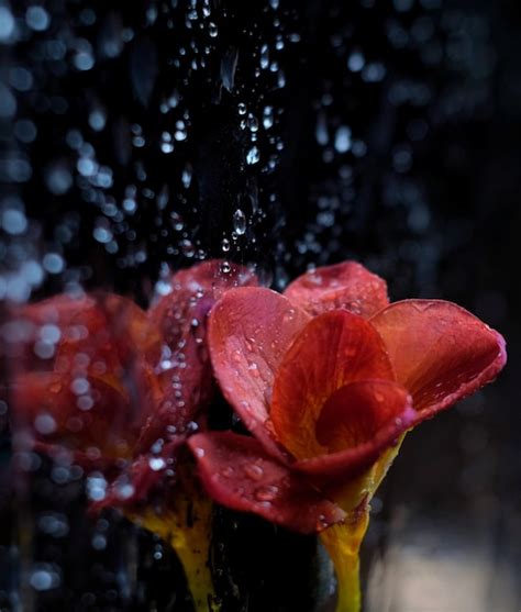Premium Photo Close Up Of Wet Red Flower