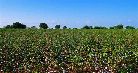 Australian Cotton Is Organic Cotton Grown In Australia